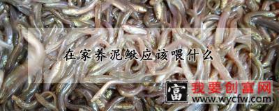 在家养泥鳅应该喂什么
