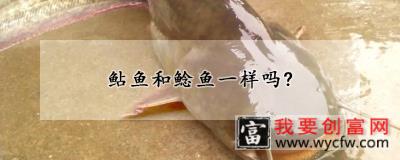 鲇鱼和鲶鱼一样吗?