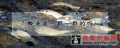 鲫鱼是一群一群的吗
