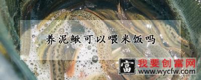 养泥鳅可以喂米饭吗
