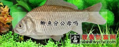 鲫鱼分公母吗
