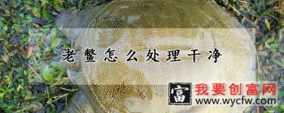 老鳖怎么处理干净