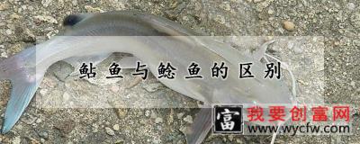 鲇鱼与鲶鱼的区别