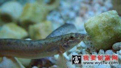 泥鳅池塘养殖技术