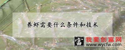 养虾需要什么条件和技术
