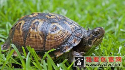 乌龟冬天怎么养好