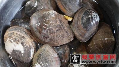 河蚌怎么养殖技术
