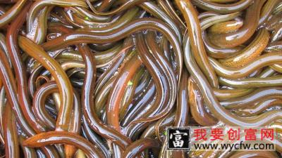 鳝鱼是鱼吗 为什么