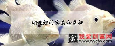 蝴蝶鲤的寓意和象征