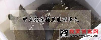 甲鱼放在桶里能活多久
