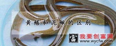 黄鳝和泥鳅的区别
