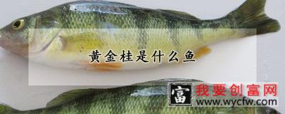 黄金桂是什么鱼