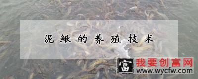 泥鳅的养殖技术