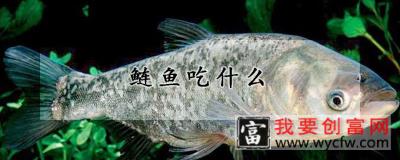 鲢鱼吃什么