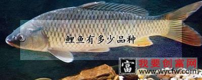 鲤鱼有多少品种