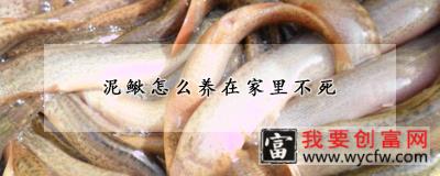 泥鳅怎么养在家里不死