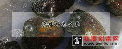 珍珠蚌怎么养