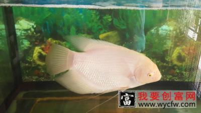 鱼的尾巴像什么