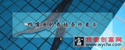 鸭嘴鱼的养殖条件要求