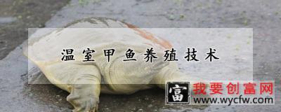 温室甲鱼养殖技术