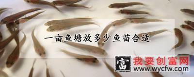 一亩鱼塘放多少鱼苗合适