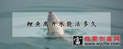 鲤鱼离开水能活多久