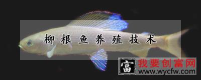 柳根鱼养殖技术