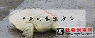 甲鱼的养殖方法