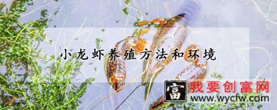 小龙虾养殖方法和环境
