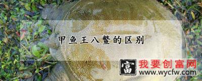 甲鱼王八鳖的区别