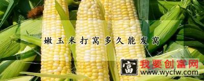 嫩玉米打窝多久能发窝
