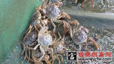 大螃蟹怎么养殖方法在家里