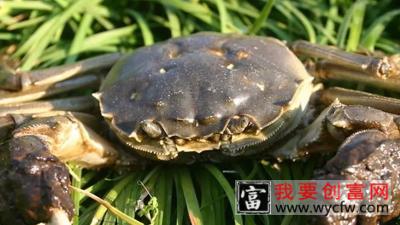 淡水螃蟹吃什么