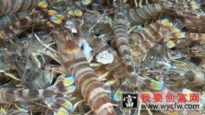 基围虾怎么养的