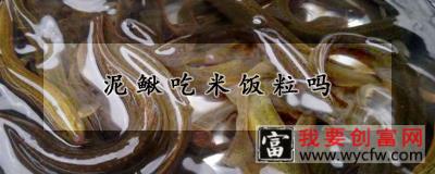 泥鳅吃米饭粒吗