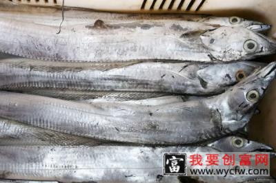 常见的海鱼有哪几种
