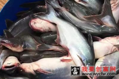 巴沙鱼是什么鱼