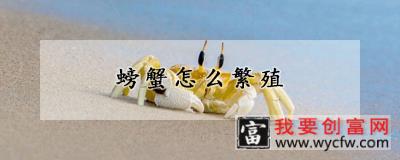 螃蟹怎么繁殖