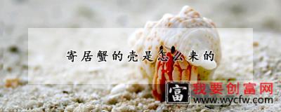 寄居蟹的壳是怎么来的