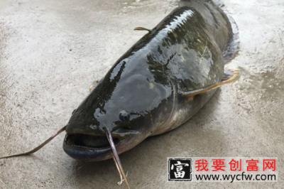 鲶鱼是什么鱼