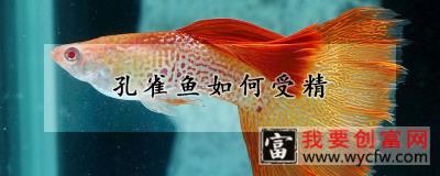 孔雀鱼如何受精