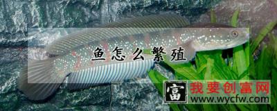 鱼怎么繁殖