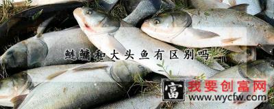 鲢鳙和大头鱼有区别吗