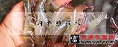 虾养殖技术