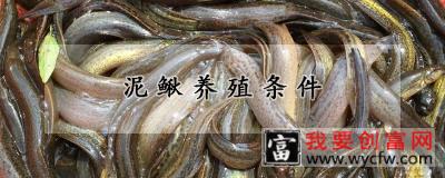 泥鳅养殖条件