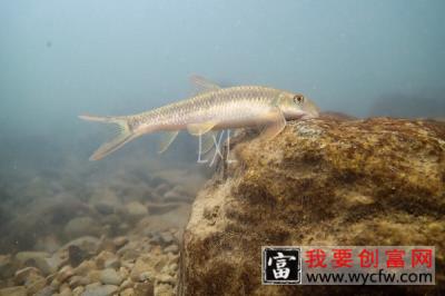 云南盘鮈鱼多少钱一斤 云南盘鮈鱼价格80元/斤