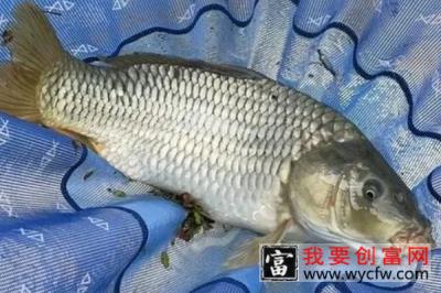 云南盘鮈鱼多少钱一斤 云南盘鮈鱼价格80元/斤