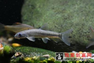 云南盘鮈鱼多少钱一斤 云南盘鮈鱼价格80元/斤