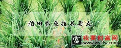 稻田养鱼技术要点