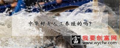 中华鲟有人工养殖的吗?